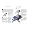 100 WAYS TO DRAW A BIRD AND MAKE A LIVING FROM  ILLUSTRATION