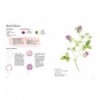 WILDFLOWER WATERCOLOUR