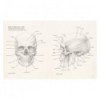 BASES DE LA ANATOMÍA HUMANA